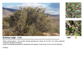 Schinus roigii molle ART 
Árbol o arbusto dioico. 1,5 m de alto. Ramas espiniformes. Hojas de 12 a 25 x 10 a 18mm, alternas, 
rómbicas, dentadas coriáceas. 
Flores unisexuales agrupadas en pseudoracimos axilares. Fruto drupa de 5 a 6 cm de diámetro, 
violácea. 
 