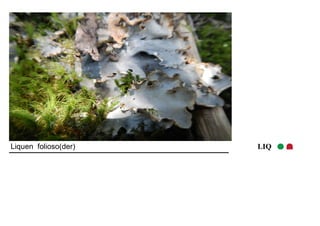 Liquen folioso(der) LIQ 
 