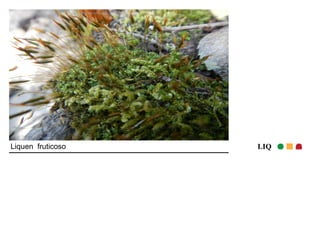 Liquen fruticoso LIQ 
 