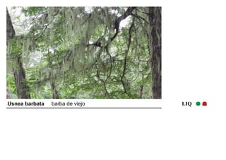 Usnea barbata barba de viejo LIQ 
 