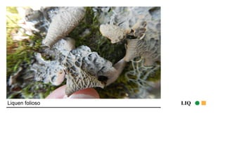 Liquen folioso LIQ 
 