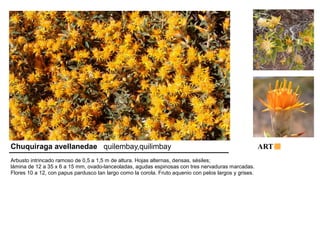 Chuquiraga avellanedae quilembay,quilimbay ART 
Arbusto intrincado ramoso de 0,5 a 1,5 m de altura. Hojas alternas, densas, sésiles; 
lámina de 12 a 35 x 6 a 15 mm, ovado-lanceoladas, agudas espinosas con tres nervaduras marcadas. 
Flores 10 a 12, con papus pardusco tan largo como la corola. Fruto aquenio con pelos largos y grises. 
 