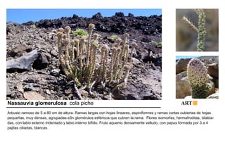 Nassauvia glomerulosa cola piche ART 
Arbusto ramoso de 5 a 80 cm de altura. Ramas largas con hojas lineares, espiniformes y ramas cortas cubiertas de hojas 
pequeñas, muy densas, agrupadas e3n glomérulos esféricos que cubren la rama. Flores isomorfas, hermafroditas, bilabia-das, 
con labio externo tridentado y labio interno bífido. Fruto aquenio densamente velludo, con papus formado por 3 a 4 
pajitas ciliadas, blancas. 
 