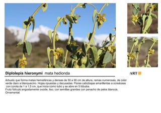 Diplolepis hieronymi mata hedionda ART 
Arbusto que forma matas hemisféricas y densas de 50 a 90 cm de altura, ramas numerosas, de color 
verde claro a blanquecino. Hojas opuestas y decusadas. Flores cabizbajas amarillentas a ocreáceas 
con corola de 1 a 1,5 cm, que inicia como tubo y se abre en 5 lóbulos. 
Fruto folículo angostamente ovoide, liso, con semillas grandes con penacho de pelos blancos. 
Ornamental. 
 