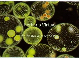 Herbario Virtual Por: Néstor A. Maceda P.__ 