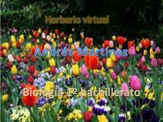 Herbario virtual
 