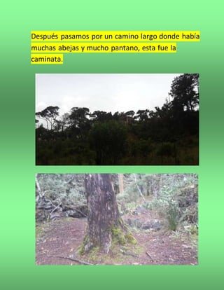 Después pasamos por un camino largo donde había
muchas abejas y mucho pantano, esta fue la
caminata.
 