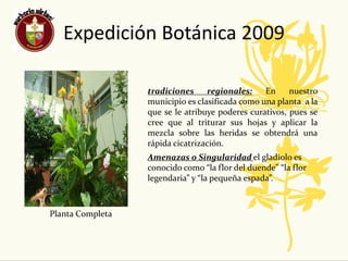 Expedición Botánica 2009

                  tradiciones     regionales:    En     nuestro
                  municipio es clasificada como una planta a la
                  que se le atribuye poderes curativos, pues se
                  cree que al triturar sus hojas y aplicar la
                  mezcla sobre las heridas se obtendrá una
                  rápida cicatrización.
                  Amenazas o Singularidad el gladiolo es
                  conocido como “la flor del duende” “la flor
                  legendaria” y “la pequeña espada”.



Planta Completa
 