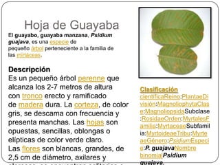 Hoja de Guayaba
El guayabo, guayaba manzana, Psidium
guajava, es una especie de
pequeño árbol perteneciente a la familia de
las mirtáceas.
Descripción
Es un pequeño árbol perenne que
alcanza los 2-7 metros de altura
con tronco erecto y ramificado
de madera dura. La corteza, de color
gris, se descama con frecuencia y
presenta manchas. Las hojas son
opuestas, sencillas, oblongas o
elípticas de color verde claro.
Las flores son blancas, grandes, de
2,5 cm de diámetro, axilares y
Clasificación
científicaReino:PlantaeDi
visión:MagnoliophytaClas
e:MagnoliopsidaSubclase
:RosidaeOrden:MyrtalesF
amilia:MyrtaceaeSubfamil
ia:MyrtoideaeTribu:Myrte
aeGénero:PsidiumEspeci
e:P. guajavaNombre
binomialPsidium
guajava.
 