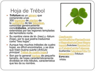 Hoja de Trébol
 Trifolium es un género que
comprende unas
300 especies de plantas de
la subfamilia de las faboideas,
conocidas genéricamente
comotréboles, ampliamente
extendidas por las regiones templadas
del hemisferio norte.
 Su nombre viene de tri- (tres) y -folium
(hoja), por lo que podría traducirse
como "tres hojas".
 Aunque hay muchos tréboles de cuatro
hojas, es difícil encontrarlos, y se dice
que traen buena suerte (Artículo
principal: Trébol de cuatro hojas)
 Son por lo general hierbas de pequeño
tamaño, de hojas característicamente
divididas en tres lóbulos, característica
que les da su nombre.
Clasificación
científicaReino:PlantaeDivisió
n:MagnoliophytaClase:Magno
liopsidaSubclase:RosidaeOrd
en:FabalesFamilia:Fabaceae
Subfamilia:FaboideaeTribu:Tri
folieaeGénero:Trifolium
ESPECIES:
trifolio
 