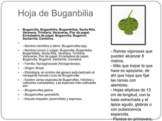 Hoja de Buganbilia
 Buganvilla, Bugambilia, Bugambilias, Santa Rita,
Veranera, Trinitaria, Veraneras, Flor de papel,
Enredadera de papel, Buganvilia, Buganvil,
Santarrita, Camelina.

- Nombre científico o latino: Bougainvillea spp.
 - Nombre común o vulgar: Buganvilla, Bugambilia,
Bugambilias, Santa Rita, Veranera, Trinitaria,
Veraneras, Flor de papel, Enredadera de papel,
Buganvilia, Buganvil, Santarrita, Camelina
 - Familia: Nyctaginaceae (Nictagináceas).
 - Origen: Brasil.
 - Etimología: el nombre del género está dedicado al
navegante francés Louis de Bougainville.
 - Existen varias especies de Buganvillas, híbridos y
cultivares (variedades). Las especies más cultivadas
son:
 - Bougainvillea glabra
 - Bougainvillea spectabilis
 - Arbusto trepador, perennifolio y espinoso.
- Ramas vigorosas que
pueden alcanzar 8
metros.
- Más que trepar lo que
hace es apoyarse, de
ahí que haya que fijar
las ramas con
alambres.
- Hojas elípticas de 13
cm de longitud, con la
base estrechada y el
ápice agudo, glabras o
con pubescencia
esparcida.
- Florece en primavera,
 