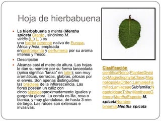 Hoja de hierbabuena
 La hierbabuena o menta (Mentha
spicata Crantz , sinónimo M.
viridis (L.) L. ) es
una hierba perenne nativa de Europa,
Àfrica y Asia, empleada
engastronomía y perfumería por su aroma
intenso y fresco.
 Descripción
 Alcanza casi el metro de altura. Las hojas
le dan su nombre por su forma lanceolada
(spica significa "lanza" en latín); son muy
aromáticas, serradas, glabras, pilosas por
el envés. Son apenas distinguibles
las brácteas de la inflorescencia. Las
flores poseen un cáliz con
cinco sépalosaproximadamente iguales y
garganta glabra. La corola es lila, rosa o
blanca, y muy glandulosa, de hasta 3 mm
de largo. Las raíces son extensas e
invasivas.
Clasificación
científicaReino:PlantaeDivisi
ón:MagnoliophytaClase:Mag
noliopsidaOrden:LamialesFa
milia:LamiaceaeSubfamilia:N
epetoideaeTribu:MentheaeG
énero:MenthaEspecie:M.
spicataNombre
binomialMentha spicata
 
