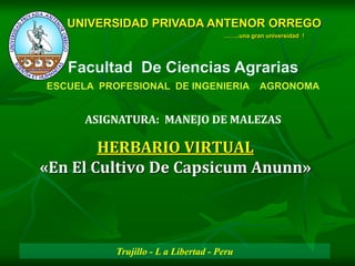 Trujillo - L a Libertad - Peru
HERBARIO VIRTUAL
«En El Cultivo De Capsicum Anunn»
UNIVERSIDAD PRIVADA ANTENOR ORREGO
……..una gran universidad !
ASIGNATURA: MANEJO DE MALEZAS
 