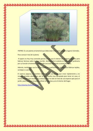 PAPIRO: Es una planta ornamental que debe estar muy cerca a lagos o lugares húmedos.
Para conocer más de la planta:
El papiro es hoy muy conocido gracias al uso que le dieron los antiguos egipcios para
fabricar láminas sobre las que escribir. Actualmente la planta es utilizada en jardinería
por su función ornamental, sobre todo cerca de estanques o zonas húmedas.
Además, también se usa la raíz en medicina y perfumería y el tallo para fabricar tejidos,
vendajes o cuerdas.
El cyperus papyrus, su nombre científico, es una planta que crece rápidamente y no
necesita grandes atenciones, por lo que resulta muy apropiada para tener en casa, al
mismo tiempo que resulta muy vistosa. Pero no sólo se trata de una especie apta para el
jardín, pues también se puede cultivar en macetas y en el interior del hogar.
http://plantas.facilisimo.com/
 