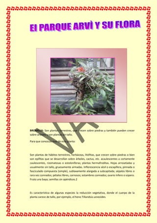 BROMELIA: Son plantas terrestres, que crecen sobre piedras y también pueden crecer
sobre arboles y son plantas sin tallo.
Para que conozcas mas de esta planta:
Son plantas de hábitos terrestres, herbáceas, litófitas, que crecen sobre piedras o bien
son epífitas que se desarrollan sobre árboles, cactus, etc. acaulescentes a cortamente
caulescentes, rizomatosas o estoloníferas; plantas hermafroditas. Hojas arrosetadas y
usualmente sin tallo, gruesamente armadas. Inflorescencia sésil o escapífera, pinnada o
fasciculado compuesta (simple), sublaxamente alargada a subcapitada; sépalos libres o
rara vez connados; pétalos libres, carnosos; estambres connados; ovario ínfero o súpero.
Fruto una baya; semillas sin apéndices.2
Es característica de algunas especies la reducción vegetativa, donde el cuerpo de la
planta carece de tallo, por ejemplo, el heno Tillandsia usneoides.
 