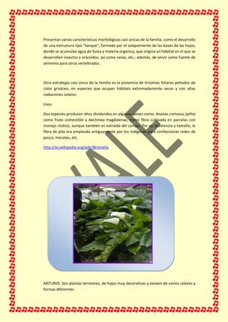 Presentan varias características morfológicas casi únicas de la familia, como el desarrollo
de una estructura tipo “tanque", formada por el solapamiento de las bases de las hojas,
donde se acumulan agua de lluvia y materia orgánica, que origina un hábitat en el que se
desarrollan insectos y arácnidos, así como ranas, etc.; además, de servir como fuente de
alimento para otros vertebrados.
Otra estrategia casi única de la familia es la presencia de tricomas foliares peltados de
color grisáceo, en especies que ocupan hábitats extremadamente secos y con altas
radiaciones solares.
Usos
Dos especies producen altos dividendos en algunos países como: Ananas comosus (piña)
como fruto comestible y Aechmea magdalenae, como fibra cultivada en parcelas con
manejo rústico, aunque también es extraída del campo. Por su resistencia y tamaño, la
fibra de pita era empleada antiguamente por los indígenas para confeccionar redes de
pesca, mecates, etc.
http://es.wikipedia.org/wiki/Bromelia
ANTURIO: Son plantas terrestres, de hojas muy decorativas y existen de varios colores y
formas diferentes.
 