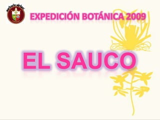 Expedición Botánica 2009Nombre Común: Papaya             Nombre Científico: Carica  papayaPropagación y crecimiento:La propagación de la papaya puede hacerse por semilla o por injerto, comercialmente se hace sólo por semilla, el injerto es recomendable para fines de mejoramientoUsos:Por ser rica en vitaminas  ayuda a conservar la piel sana actuando como un excelente exfolianteTradiciones,ancestrales,regionales,populares: Las personas con problemas de estreñimiento, parásitos y digestiones pesadas pueden probar a ver que tal mejoran al consumir papayaPlanta CompletaAmenazas o Singularidad:la papaína inhibe los estrógenos no siendo muy adecuada para la fertilidad en mujeres