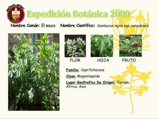 ResponsablesNombre Completo: Ángela Mª Córdoba Arturo.Edad: 15 añosCurso:9-2Nombre Completo :Mª  Alejandra Toro Ordoñez .Edad : 15 añosCurso: 9-2 BibliografíaLinkshttp://es.wikipedia.org/wiki/Carica_papayahttp://www.geocities.com/agrotelecom/colab/art5.htmhttp://www.servisalud.com/elpensa/nutricion38.htm