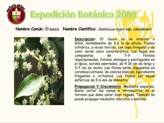 Expedición Botánica 2009EL SAUCO