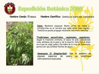 Expedición Botánica 2009Nombre Común: El sauco     Nombre Científico: Sambucus nigra ssp. canadensisFLORHOJAFRUTOFamilia:CaprifoliaceaeClase:MagnoliopsidaLugar Geofrafico De Origen:Europa,África, AsiaPlanta CompletaPlanta completa