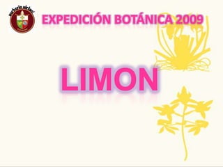 Expedición Botánica 2009Nombre Común: El sauco        Nombre Científico: Sambucus nigra ssp. canadensisUsos:Mediante esquejes. Basta cortar las ramas e introducirlas en el terreno que debe estar bien regado. También se puede propagar mediante rebrotes o semillas.Tradicionesancestrales, regionales, populares: Según la tradición cristiana, el sauco ha sido considerado como emblema de la pena y de la muerte. Este fué el árbol en el que se colgó judas y los leños de la cruz de Jesucristo parece ser que estaban hechos de sauco.Amenazas O Singularidad: Con la madera de algunas especies de saúco se construye instrumentos musicales.