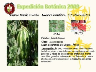 Responsables:NOMBRE: GinnaMaritnezEDAD: 16CURSO: 9-2NOMBRE: Angie ToroEDAD: 14CURSO: 9-2LINKS:Wikipedia/limón