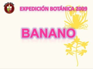 Expedición Botánica 2009Nombre Común :Sandia   Nombre Científico: CitrulluslanatusPropagación Y Crecimiento: La propagación de sandías se puede lograr por la semilla o por los trasplantesUsos:Las semillas, ricas en vitamina E, se han utilizado en medicina popular, también se consumen tostadas como alimento y con su pulpa se prepara en México un tipo de agua fresca.Tradiciones ancestrales, regionales, populares: una investigación por el Servicio de Investigación Agrícola (ARS) ha encontrado que la corteza de sandía contiene citrulina, un aminoácido que tiene un papel importante en el ciclo ureal del cuerpo humano, el cual remueve el nitrógeno de la sangre y ayuda a convertirlo a la orinaAmenazas O Singularidad: Debe consumirse rápidamente debido a la pequeña concentración de arsénico que contiene.