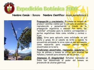 Expedición Botánica 2009BANANO