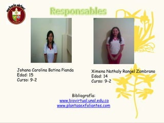 Expedición Botánica 2009Nombre  Común :  Perejil    Nombre Científico: Petroselinum crispum HOJAFamilia: ApiaceaeClase:MagnoliopsidaLugar Geográfico De Origen: EuropaDescripción:El perejil es un planta herbácea. Forma una roseta empenachada de hojas muy divididas, alcanza los 15 cm de altura y posee tallos floríferos que pueden llegar a rebasar los 6 dm con pequeñas flores verde amarillentas.Propagación y crecimiento:Esta es cultivada por medio de la semilla .Suele sembrarse durante todo el año, siendo una planta de crecimiento rápido, muy productiva y muy resistente al frío