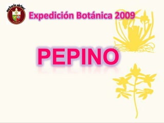 Expedición Botánica 2009Nombre  Común: Aguacate      Nombre científico: Persea americana L.Usos:Para mascarilla cuando esta muy reseca tu cara. El fruto sirve para dar vitalidad a tu cabello y brillo pero principalmente es utilizado como alimento.Tradiciones ancestrales, regionales, populares: Las hojas del aguacate sirven para aliviar dolores menstruales, asma y bronquitis y también lo utilizan para todo tipo de comidaAmenazas o Singularidad:Los troncos del aguacate pueden quemarse con el sol cuando jóvenes Planta Completa