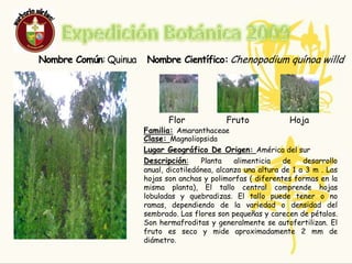 Responsables     Sara María NaspiranÁngela Vanessa Rodríguez          15 años14 años          9-29-2Links:http://www.botanical-online.com/fresa.htmhttp://fichas.infojardin.com/hortalizas-verduras/fresa-fresas-freson-fresones-frutillas-fresales.htm