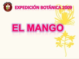 Expedición Botánica 2009Nombre Común: Quinua    Nombre Científico:Chenopodium quínoa willdPropagación y crecimiento de la planta: La quinua normalmente se reproduce por la vía sexual, mediante semilla botánica. La planta crece y madura en un periodo de 6 a 7 meses en las condiciones climáticas propias de los ANDES, 2500 A 4000 mts. De altitud bajas temperaturas y escasa humedad.Usos:Beneficia al cuerpo humano, y previene el cáncer de mama, la osteoporosis, enfermedades del corazón , tiene facultades sobre personas con artritis y diabetes. Tradicionalmente los granos de quinua se tuestan y con ellos se produce harina. También pueden ser cocidos, añadidos a las sopas.Tradiciones ancestrales, regionales, populares: Como grano madre la quinua forma parte de diversas ceremonias y rituales andinos los cuales fueron marginados y prohibidos por los europeos durante la conquista.Amenazas o singularidades: Un problema para la producción de quinua es que posee una toxina denominada saponina 