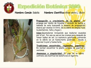 Expedición Botánica 2009SABILA