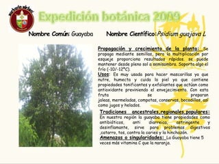 Expedición Botánica 2009LA GUAYABA