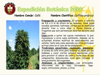 Expedición Botánica 2009EL CAFE