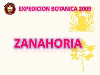 Expedición Botánica 2009Nombre Común: Toronjil  Nombre científico: MelissaofficinalisPropagación y crecimiento: sepropaga por medio de semillas o por fragmentos de tallos o raíces sembrados en la tierra abandonada, su retoño demora más o menos nueve días.Usos: Las hojas se utilizan, tanto frescas como secas, para aromatizar ensaladas, salsas, sopas, platos de carne y de verduras, postres y confituras. La melisa es renombrada principalmente como hierba relajante y buena para el corazón. Tradiciones ancestrales, regionales, populares: se la utiliza para regular la tensión nerviosa, como antiespasmódico, para el insomnio, para dolores de cabeza y reglas dolorosasAmenazas o singularidades: Se usa en la preparación de licores y también en la fabricación de cosméticos.