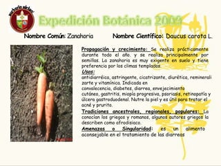 EXPEDICION BOTANICA 2009ZANAHORIA