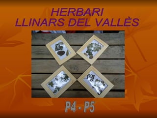 HERBARI LLINARS DEL VALLÈS P4 - P5 