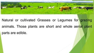 Pastures
Natural or cultivated Grasses or Legumes for grazing
animals. Those plants are short and whole aerial plant
parts are edible.
 