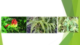 Toxic Plants
 