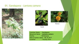 01. Gandapana - Lantana camara
Seeds
Flower
Common Name – Gandapana
Botanical Name – Lantana camara
Family - Verbinacea
Date of photo taken – 06.10.2017
Location - Faculty farm
 