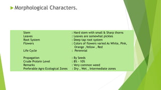  Morphological Characters.
Stem : Hard stem with small & Sharp thorns
Leaves : Leaves are somewhat pickles
Root System : Deep tap root system
Flowers : Colors of flowers varied As White, Pink,
Orange ,Yellow , Red
Life Cycle : Perennial
Propagation : By Seeds
Crude Protein Level : 8% - 10%
Remarks : Very common weed
Preferable Agro Ecological Zones : Dry , Wet , Intermediate zones
 