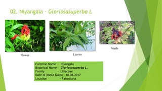 02. Niyangala - Gloriosasuperba L
Seeds
LeavesFlower
Common Name – Niyangala
Botanical Name – Gloriosasuperba L.
Family - Liliaceae
Date of photo taken – 18.08.2017
Location - Ratmalana
 