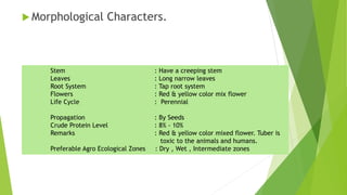  Morphological Characters.
Stem : Have a creeping stem
Leaves : Long narrow leaves
Root System : Tap root system
Flowers : Red & yellow color mix flower
Life Cycle : Perennial
Propagation : By Seeds
Crude Protein Level : 8% - 10%
Remarks : Red & yellow color mixed flower. Tuber is
toxic to the animals and humans.
Preferable Agro Ecological Zones : Dry , Wet , Intermediate zones
 