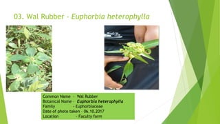 03. Wal Rubber - Euphorbia heterophylla
Common Name – Wal Rubber
Botanical Name – Euphorbia heterophylla
Family - Euphorbiaceae
Date of photo taken – 06.10.2017
Location - Faculty farm
 