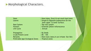  Morphological Characters.
Stem : Have latex, Erect & not much hard stem
Leaves : Simple & Opposite pubescence On the
both upper & lower Surface.
Root System : Tap root system
Flowers : Greenish yellow inflorescence
Life Cycle : Annual
Propagation : By Seeds
Crude Protein Level : 8% - 10%
Remarks : Have toxic latex,It can irritate Our Skin
Preferable Agro Ecological Zones : Tropical zones
 