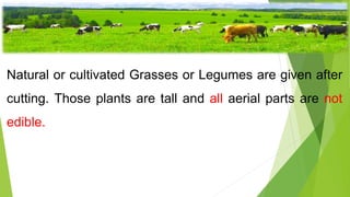 Fodder
Natural or cultivated Grasses or Legumes are given after
cutting. Those plants are tall and all aerial parts are not
edible.
 