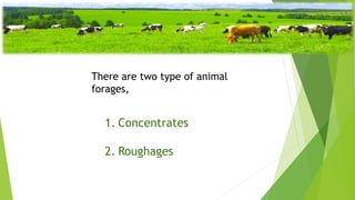 Main Types of Feed for Livestock
There are two type of animal
forages,
1. Concentrates
2. Roughages
 