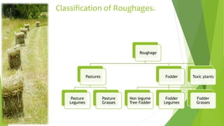 Classification of Roughages.
Roughage
Pastures
Pasture
Legumes
Pasture
Grasses
Fodder
Non legume
Tree Fodder
Fodder
Legumes
Fodder
Grasses
Toxic plants
 