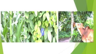 Characteristics of Pasture
and Fodder
 